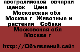 австралийской  овчарки щенок  › Цена ­ 18 000 - Московская обл., Москва г. Животные и растения » Собаки   . Московская обл.,Москва г.